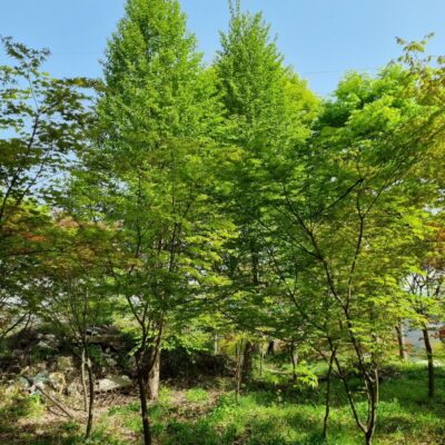 계수나무R25 2주 [경기 이천]