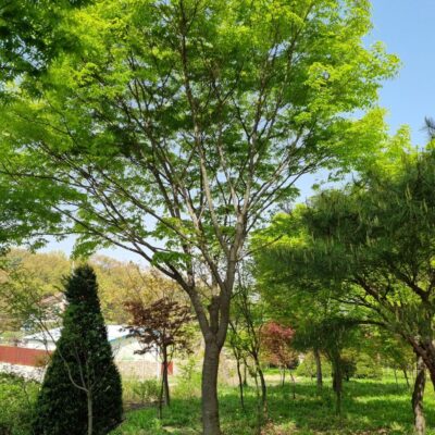느티나무R30 1주 [경기 이천]