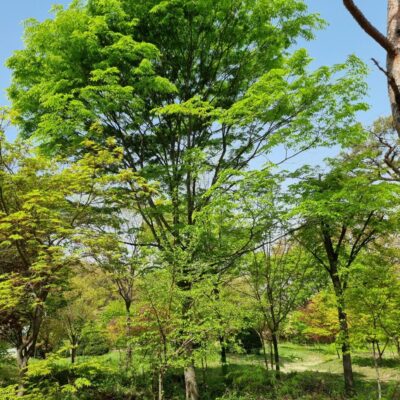 느티나무R35 3주 [경기 이천]