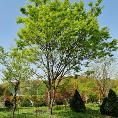 느티나무R40 5주 [경기 이천]