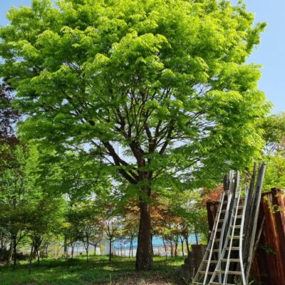 느티나무R70 1주 [경기 이천]