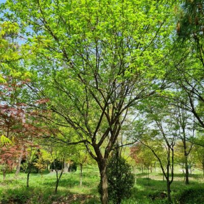 매화나무(매실나무) R15 1주 [경기 이천 부발읍]