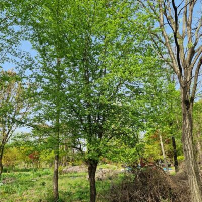 산사나무R20 1주 [경기 이천]