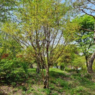 산수유R30 1주 [경기 이천]