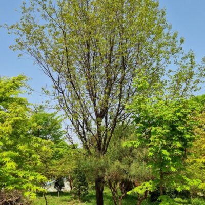 살구나무R30 1주 [경기 이천]