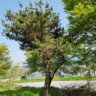 섬잣나무(오엽송)R25 1주 [경기 이천]