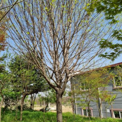 이팝나무R22 1주 [경기 이천]