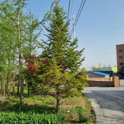 전나무H6.0 1주 [경기 이천]