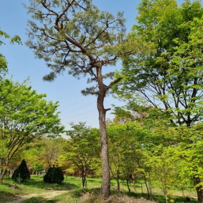 조형소나무R45 1주 [경기 이천]