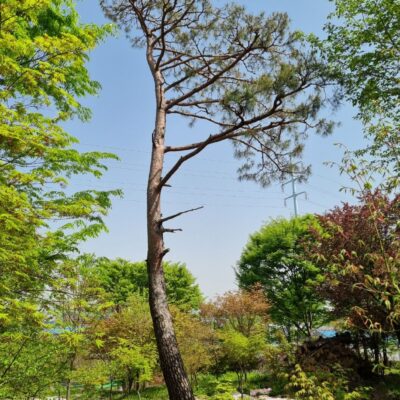조형소나무R55 3주 [경기 이천]