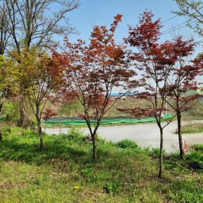 청단풍R8-R10 100주 + 홍단풍R8-R10 30주 [경기 이천]