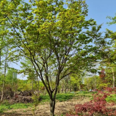 청단풍R20 2주 [경기 이천]