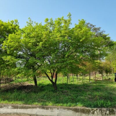 청단풍R25 1주 [경기 이천]