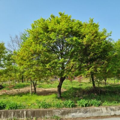 청단풍R30 4주 [경기 이천]