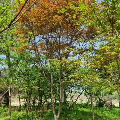 홍단풍R15 1주 [경기 이천]