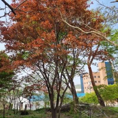 홍단풍R30 1주 [경기 이천]