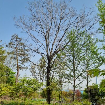 회화나무R35 2주 [경기 이천]