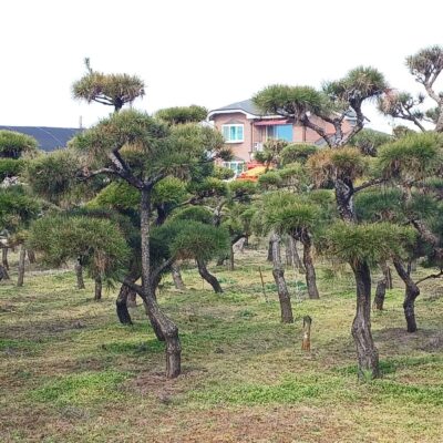 조형소나무R10-R20 200주 [전북 익산]