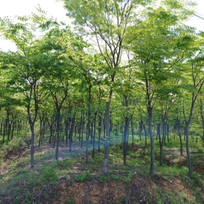느티나무R10-R20 500주 [충북 청주]