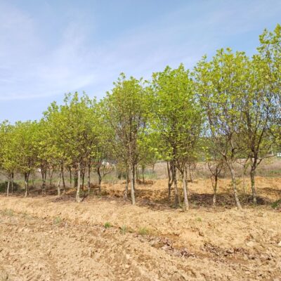 백목련R12-R20 40주 [충북 청주]