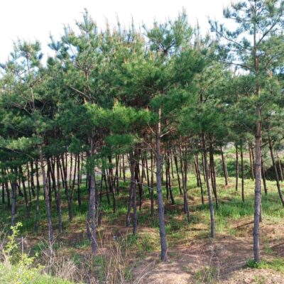 소나무(모찌)R12-R20 1200주 [충북 청주]