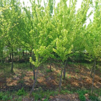 중국단풍R10-R12 500주 [충북 청주]
