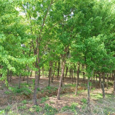 중국단풍R15-R20 500주 [충북 청주]