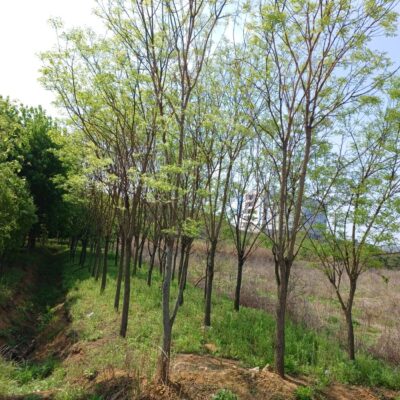 회화나무R12-R15 50주 [충북 청주]