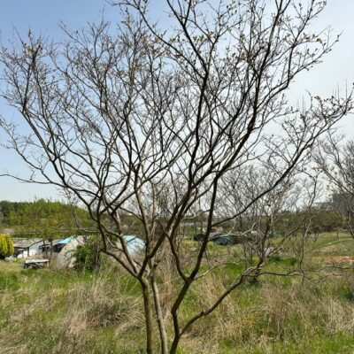 배롱나무 백일홍 R15 50주 [전남 광주]