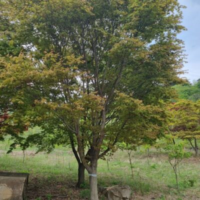 청단풍+홍단풍 R20-R25 40주 [충남 서산]