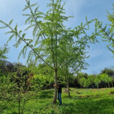 은행나무B12-B15 130주 [충남 홍성]