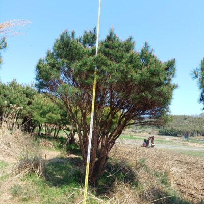 반송H3.5-H4.0 50주 [전북 익산]