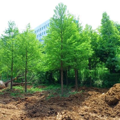 낙우송R12-R20 300주 [충북 청주]
