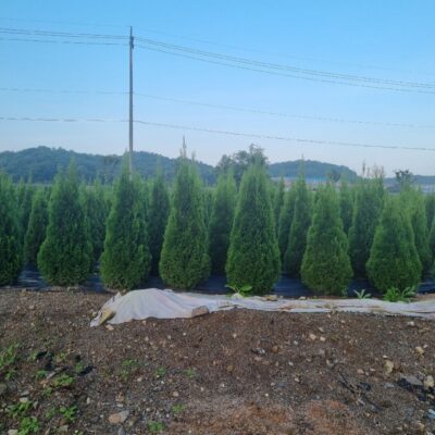 에메랄드그린H1.3-H1.8 1000주 [충남 서산]