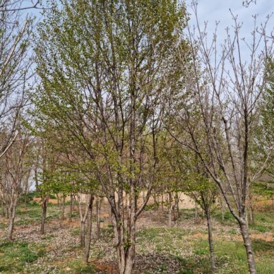 계수나무R30 1주 [충북 음성]