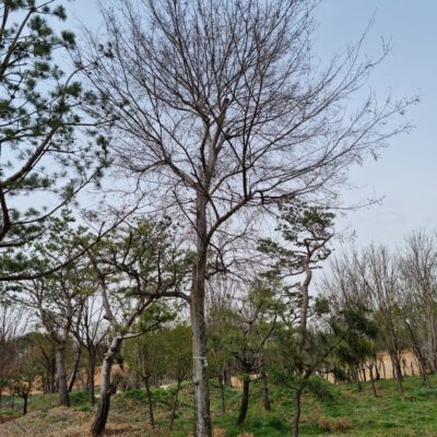 느릅나무R30 1주 [충북 음성 금왕읍]