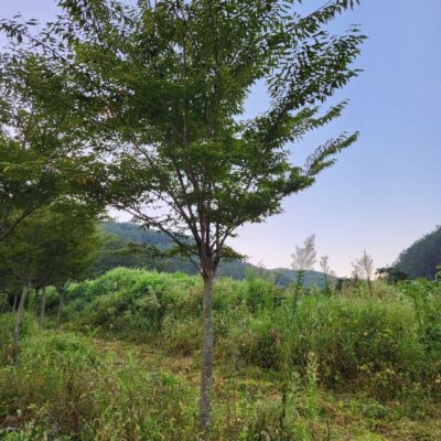 느티나무R12-R15 500주 [충북 음성]