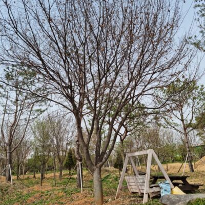 느티나무R45 1주 [충북 음성 금왕읍]