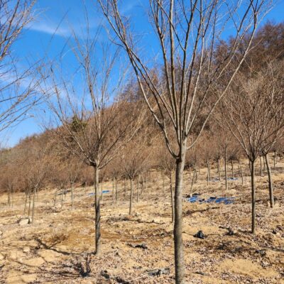 느티나무R15 20주 [충북 음성군 금왕읍 백야리]