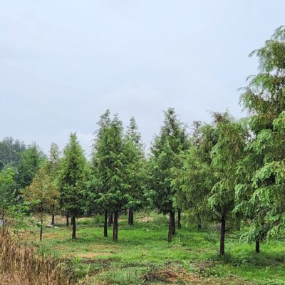 메타세콰이아B8-B12 300주 [충북 음성]