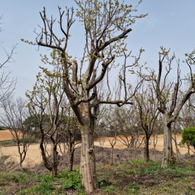 모과나무R30 2주 특수목 [충북 음성군 금왕읍 호산리]