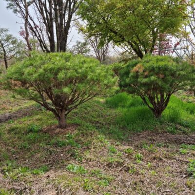 반송H1.5*W2.0 20주 [충북 음성군 금왕읍 호산리]