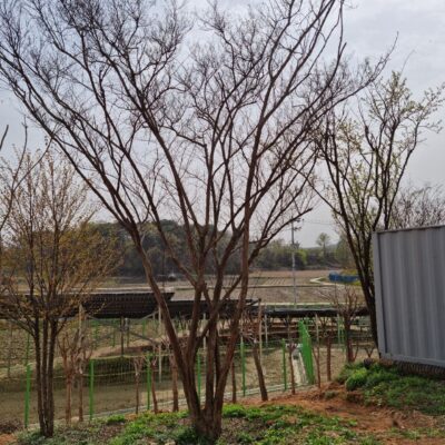 백배롱나무 백일홍 R30 1주 [충북 음성군 금왕읍 호산리]