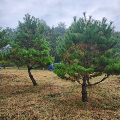 소나무R15-R25 500주 [충북 음성]
