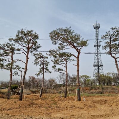 소나무R30-R45 100주 [충북 음성군 금왕읍 호산리]