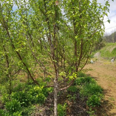 산수유R6-R10 900주 [경북 영천]