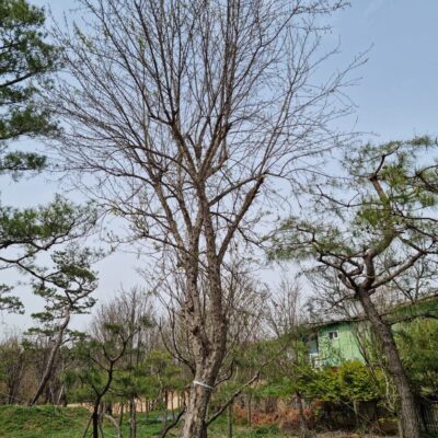 중국단풍R30 2주 [충북 음성군 금왕읍 호산리]