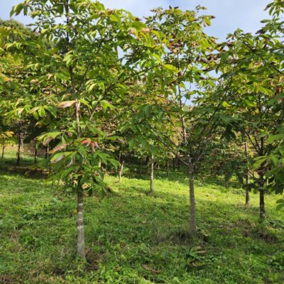 칠엽수R10-R18 300주 [충북 충주]