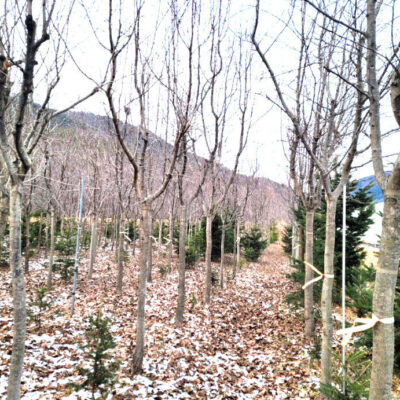팥배나무R10 300주 [경기 양평]