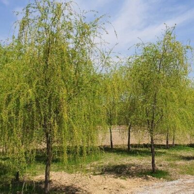 황금수양버들R25-R30 70주 [전북 남원시 월락동]